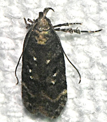 Chionodes obscurusella