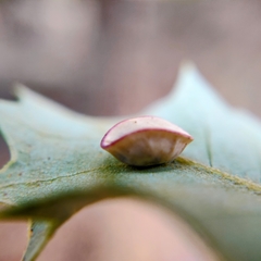 Paracraspis patelloides