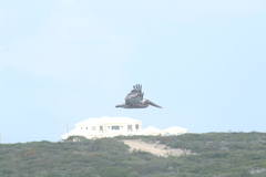 Pelecanus occidentalis occidentalis