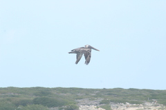 Pelecanus occidentalis occidentalis