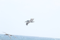 Pelecanus occidentalis occidentalis