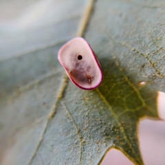 Paracraspis patelloides