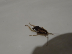 Blattella germanica