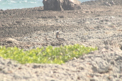 Pelecanus occidentalis occidentalis