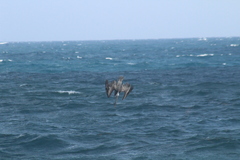 Pelecanus occidentalis occidentalis