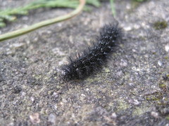 Euphydryas aurinia beckeri