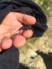 Osca lata