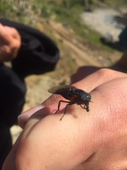 Osca lata