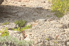 Pholidoscelis plei