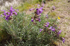 Penstemon gairdneri