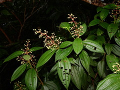 Miconia asperiuscula