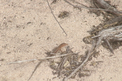 Pholidoscelis plei