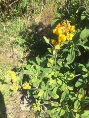 Calceolaria integrifolia