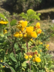 Calceolaria integrifolia