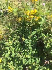 Calceolaria integrifolia