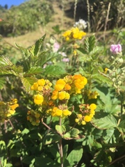 Calceolaria integrifolia