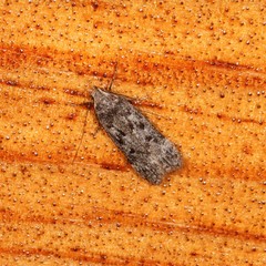 Anacampsis populella