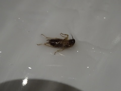 Blattella germanica