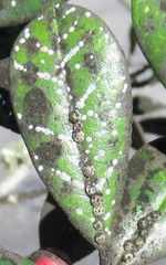 Ceroplastes cirripediformis
