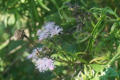 Tamaulipa azurea