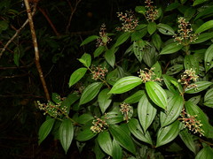 Miconia asperiuscula