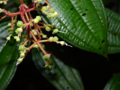 Miconia asperiuscula