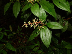 Miconia asperiuscula