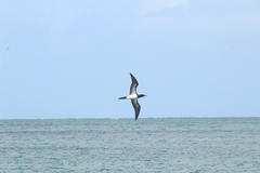 Sula leucogaster leucogaster