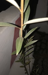 Magnoliopsida