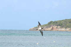 Sula leucogaster leucogaster