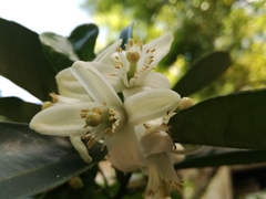 Citrus hystrix