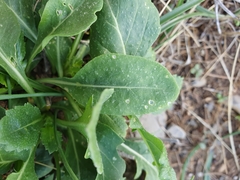 Brassicaceae