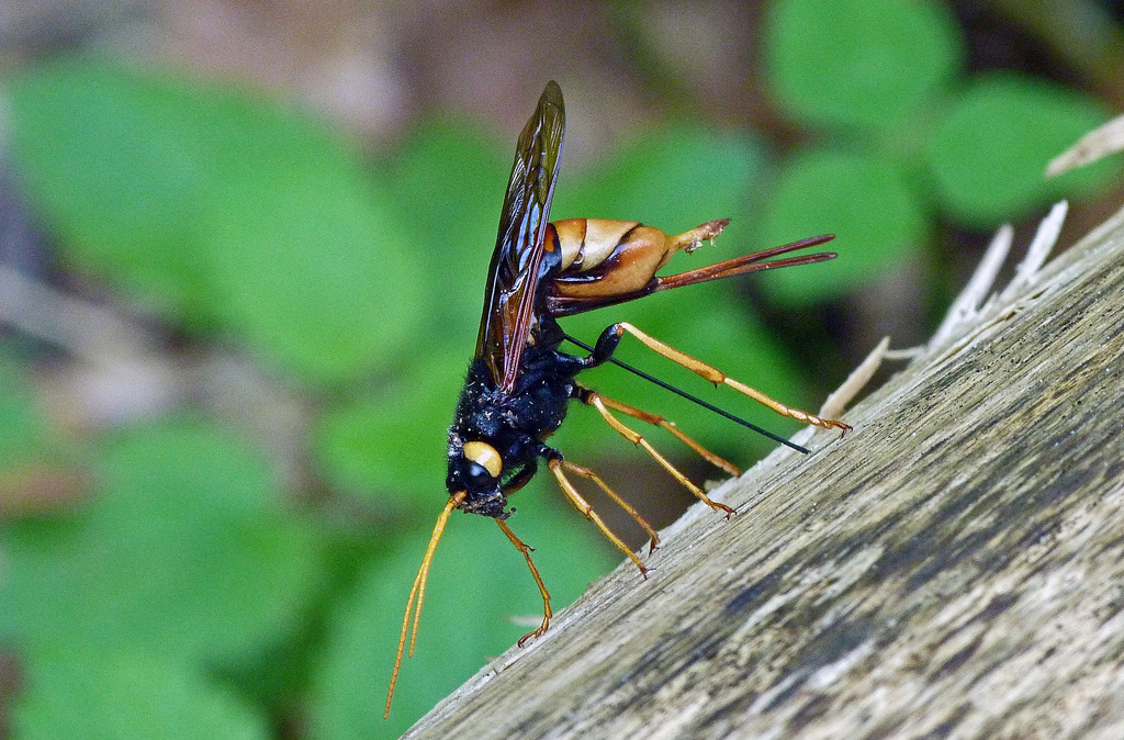 Giant Woodwasp, photo 1 of 10