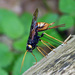 Giant Woodwasp - Photo (c) Levet Bernard, some rights reserved (CC BY-NC), uploaded by Levet Bernard