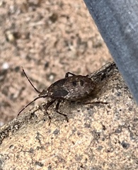 Poecilometis strigatus