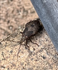 Poecilometis strigatus