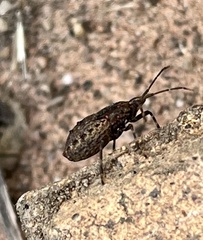 Poecilometis strigatus