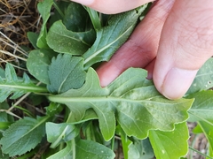 Brassicaceae