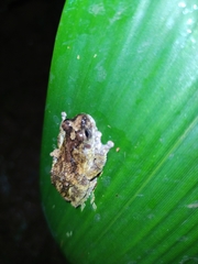 Dendropsophus marmoratus