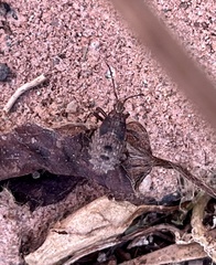 Poecilometis strigatus