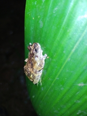 Dendropsophus marmoratus