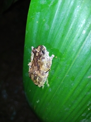 Dendropsophus marmoratus
