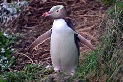 Megadyptes antipodes