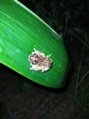 Dendropsophus marmoratus