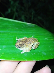 Dendropsophus marmoratus