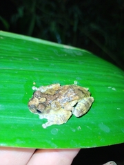Dendropsophus marmoratus