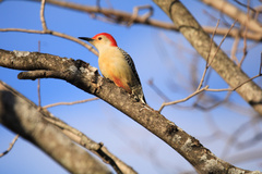 Melanerpes carolinus