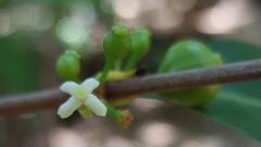 Ixora biflora