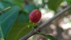 Ixora biflora