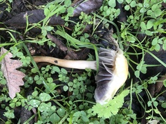 Leratiomyces percevalii